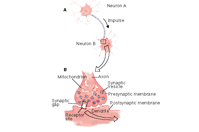 download Cell of Immunoglobulin