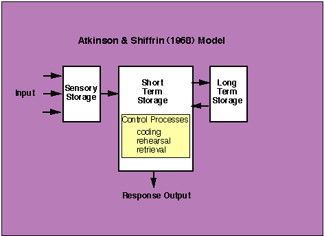 The Atkinson & Shiffrin Information Processing Model