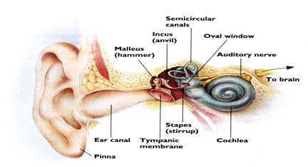 Ear Diagram Psychology - Human Anatomy